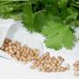 Cilantro - benefits and harm, preparation for the winter, recipes