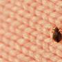 Dream Interpretation: Why do you dream of bedbugs - The most common and accurate interpretations