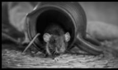 Miks hiired majja jooksevad?  Sildid hiirte kohta majas.  Hiire lõks