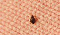 Dream Interpretation: Why do you dream of bedbugs - The most common and accurate interpretations