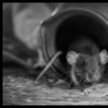 Why do mice run into the house?  Signs about mice in the house.  Mouse trap