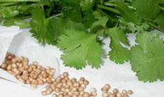 Cilantro - benefits and harm, preparation for the winter, recipes