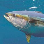Най-бързата риба в света може да изпревари скоростта на плуване на риба Марлин