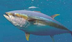 Най-бързата риба в света може да изпревари скоростта на плуване на риба Марлин